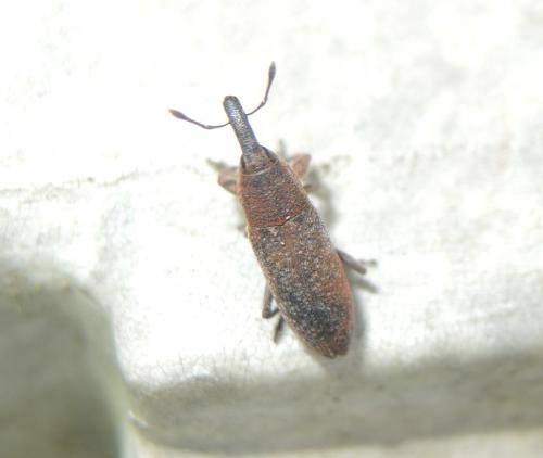 Lixus sp.
